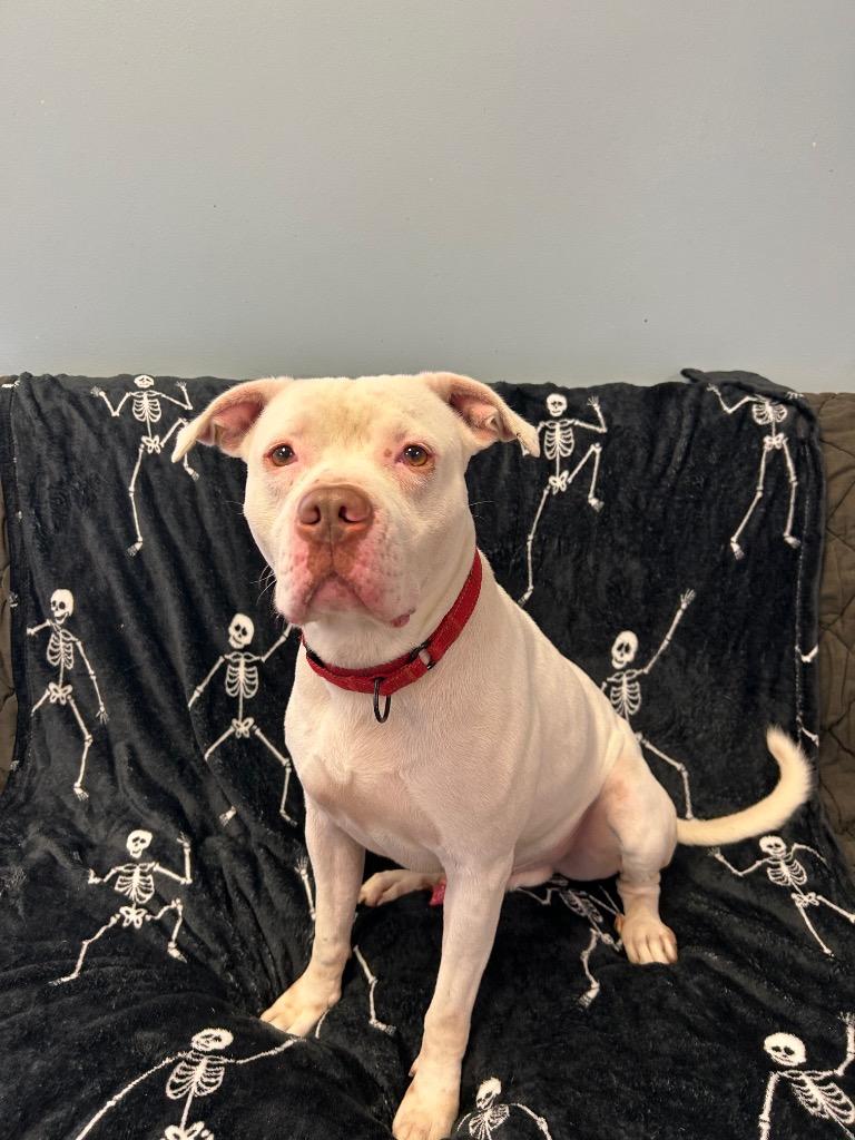 Kane, Adoptable, Senior Male Pit Bull Terrier.