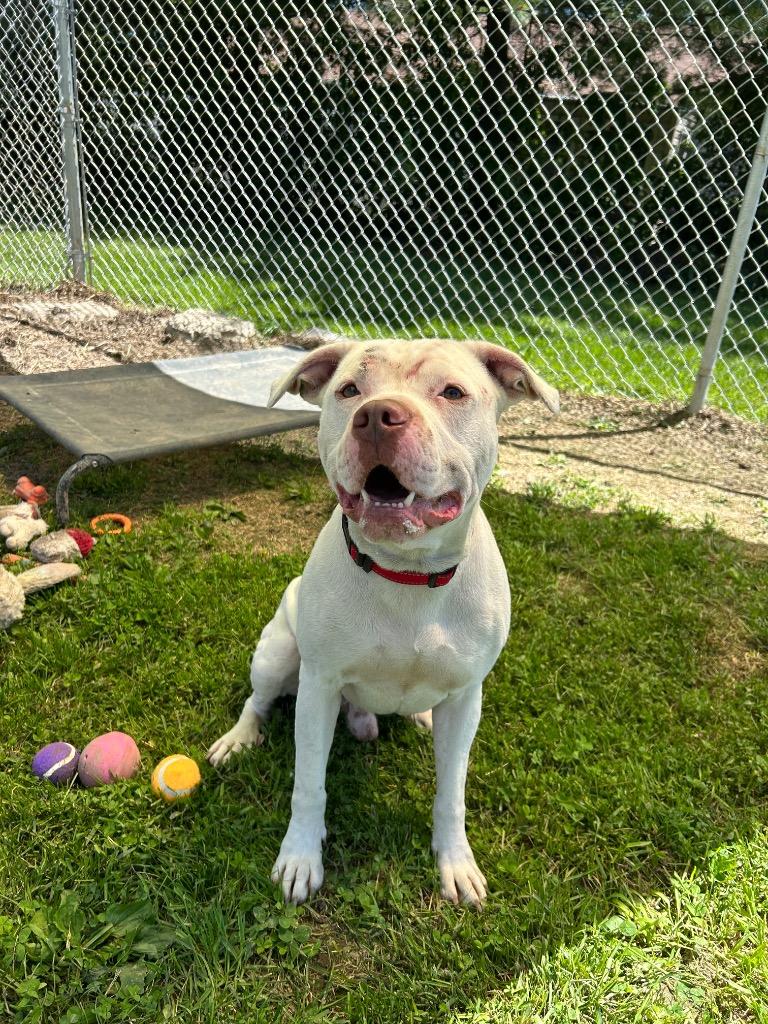 Kane, Adoptable, Senior Male Pit Bull Terrier.