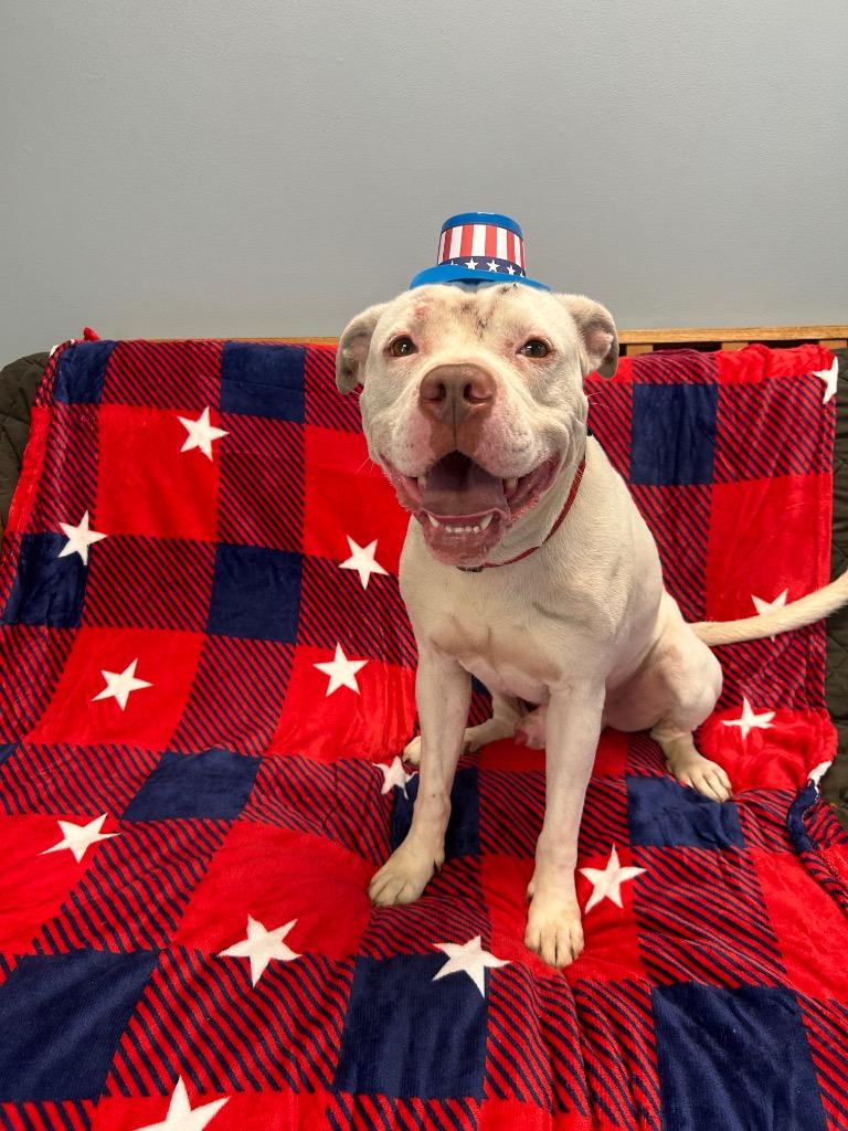 Kane, a Adoptable Pit Bull Terrier in Marion, OH image 2/2