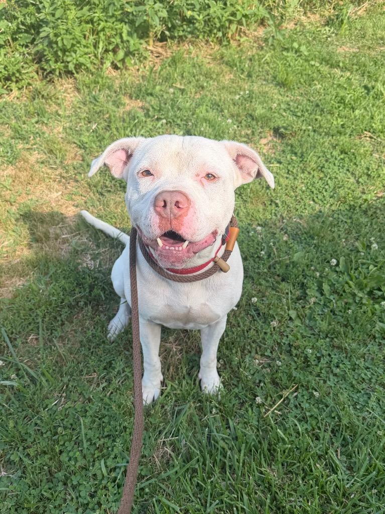 Enlarge Kane, a Adoptable Pit Bull Terrier in Marion, OH image 3/3