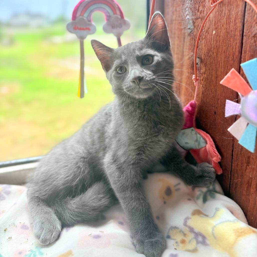 Fern, Adoptable, Kitten Male Domestic Medium Hair.