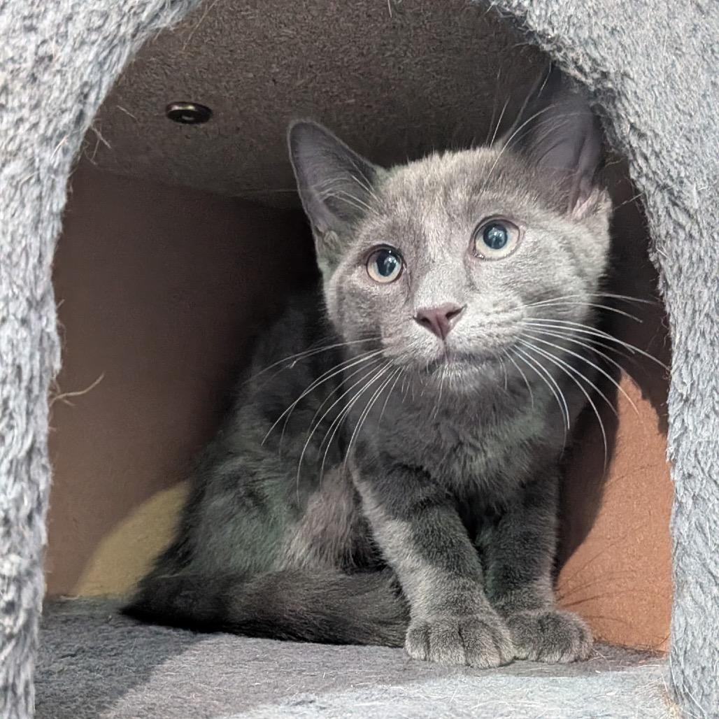 Enlarge Fern, a Adoptable Domestic Medium Hair in Harlingen, TX image 2/2