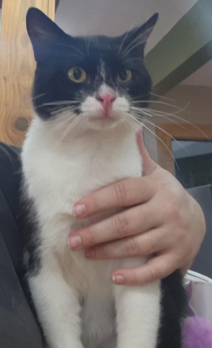 Enlarge DQ, an adopted Domestic Short Hair in Jackson, GA image 1/1