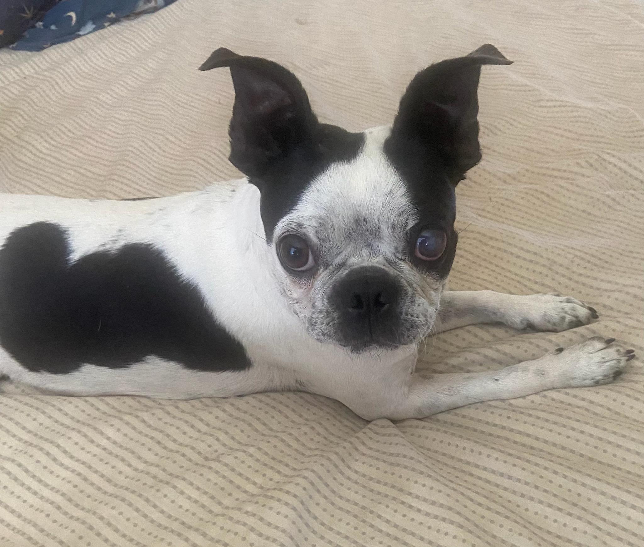 Bella, Adult Female Boston Terrier
