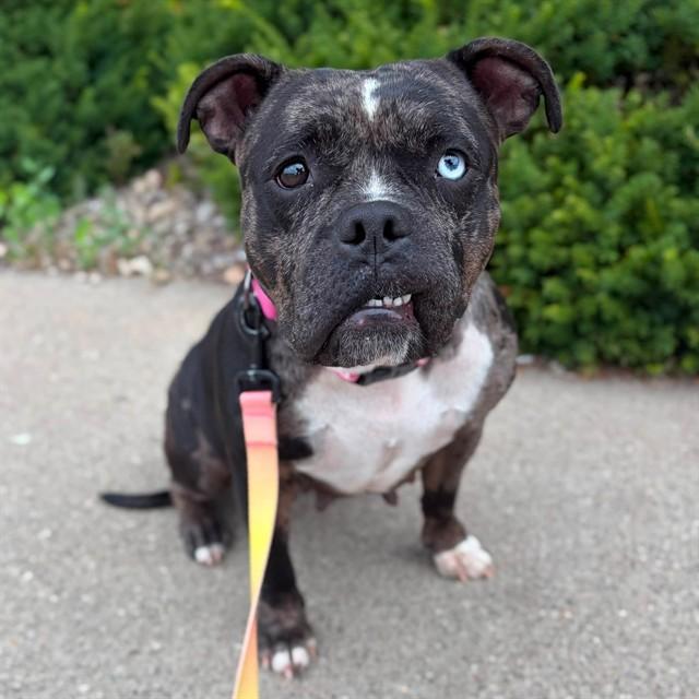 ZOEY, Adoptable, Adult Female American Bulldog & Mixed Breed.