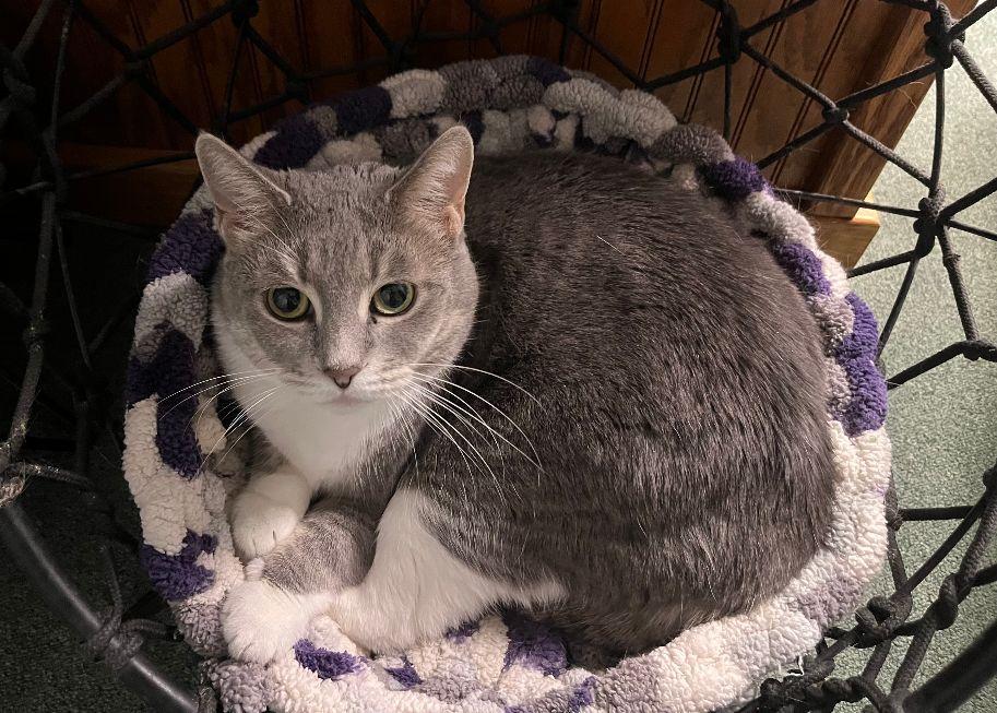 Breeze (FIV+) — thumbnail 2