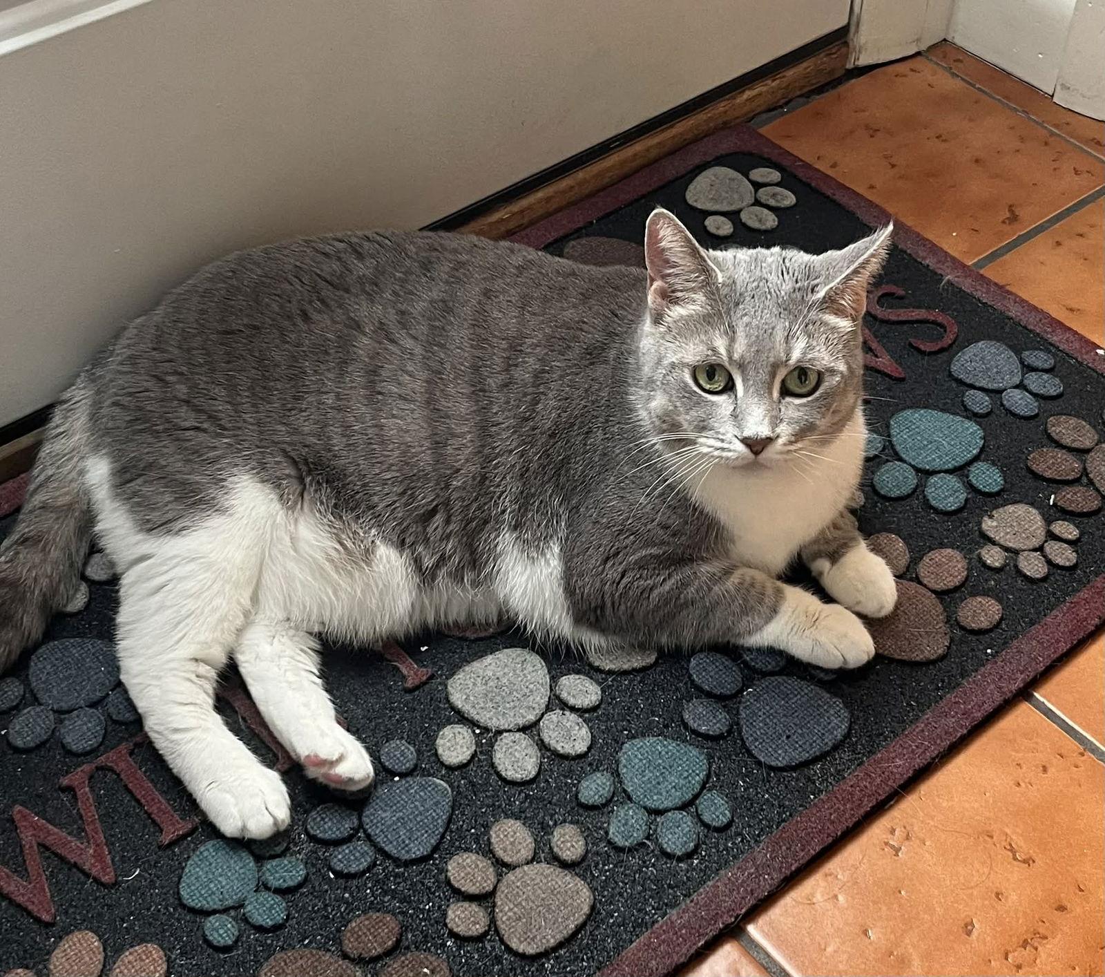 Enlarge Breeze (FIV+), a Adoptable mixed breed in Gettysburg, PA image 3/3