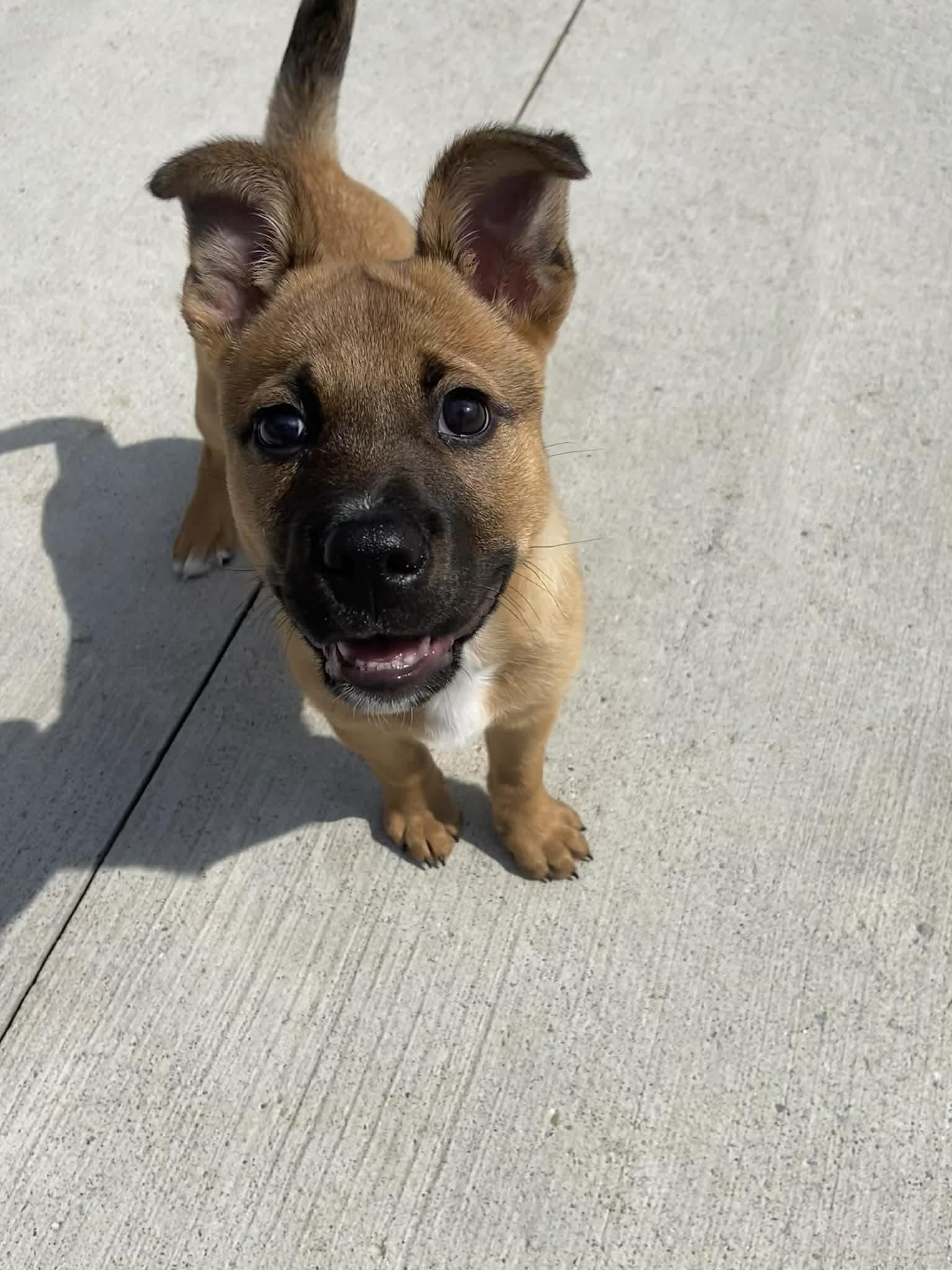 Enlarge Fozzy! DNA Tested! , an adopted mixed breed in Port Huron, MI image 2/4