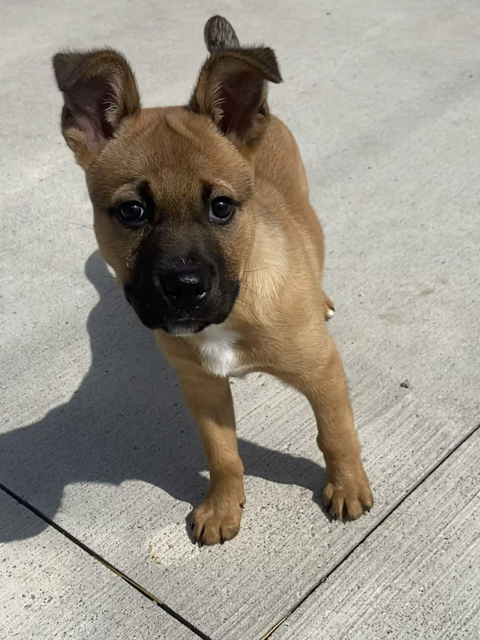 Enlarge Fozzy! DNA Tested! , an adopted mixed breed in Port Huron, MI image 3/4