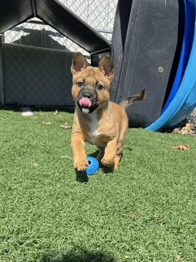 Enlarge Fozzy! DNA Tested! , an adopted mixed breed in Port Huron, MI image 1/4