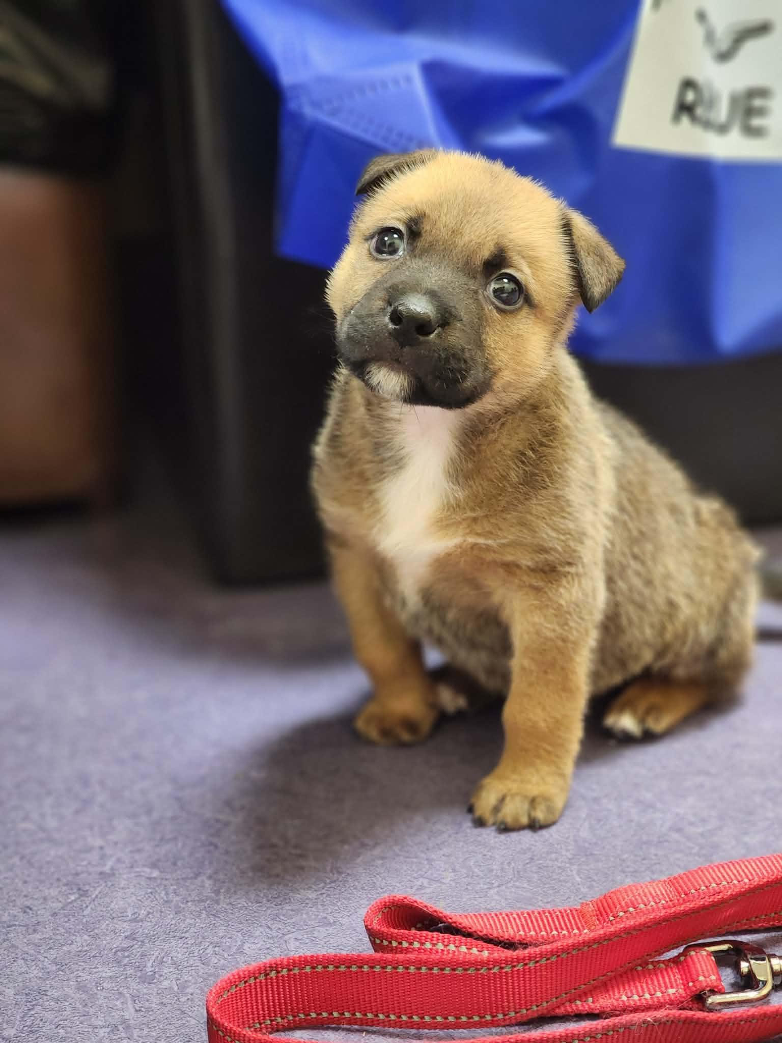 Enlarge Fozzy! DNA Tested! , an adopted mixed breed in Port Huron, MI image 4/4