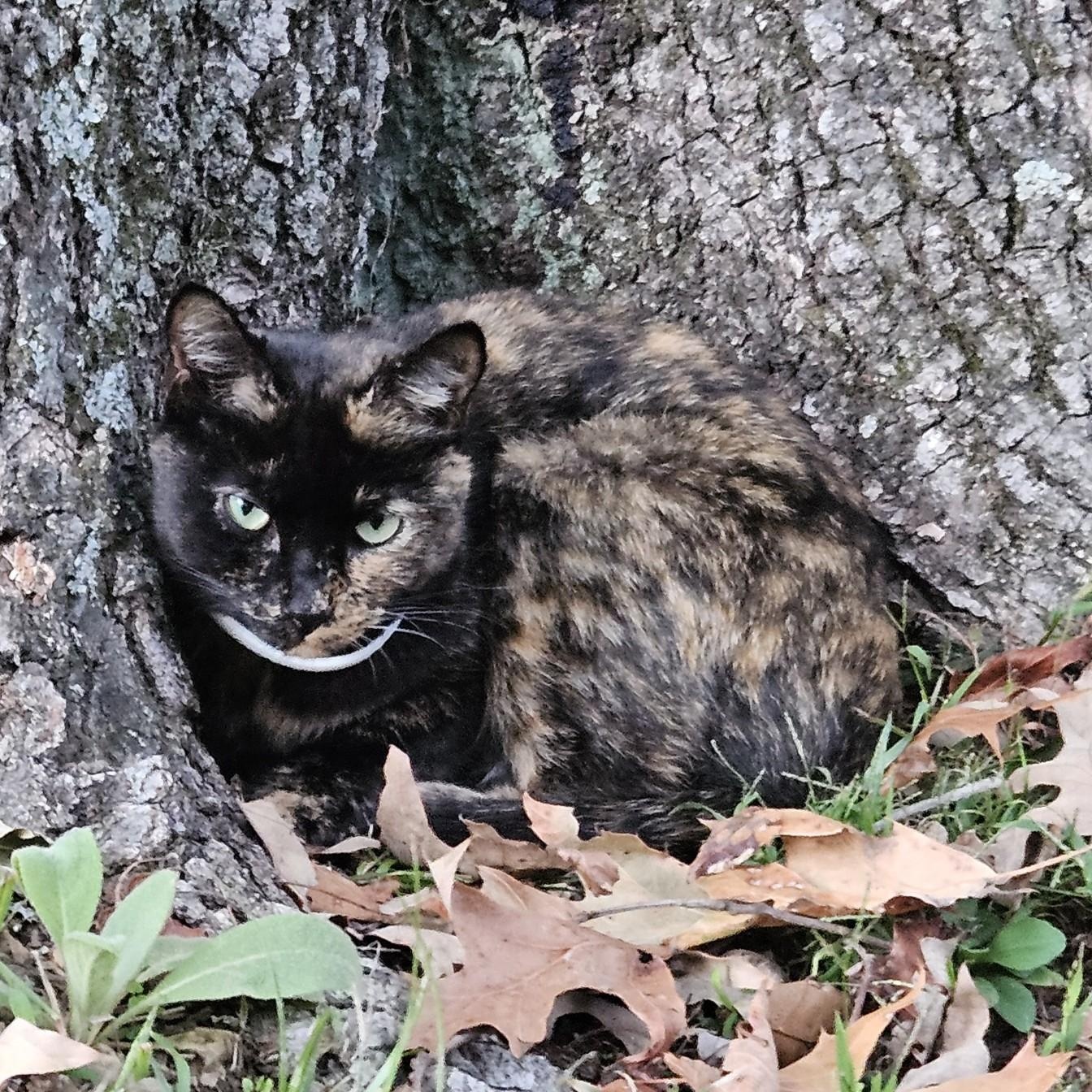 Reese, Adoptable, Adult Female Tortoiseshell.