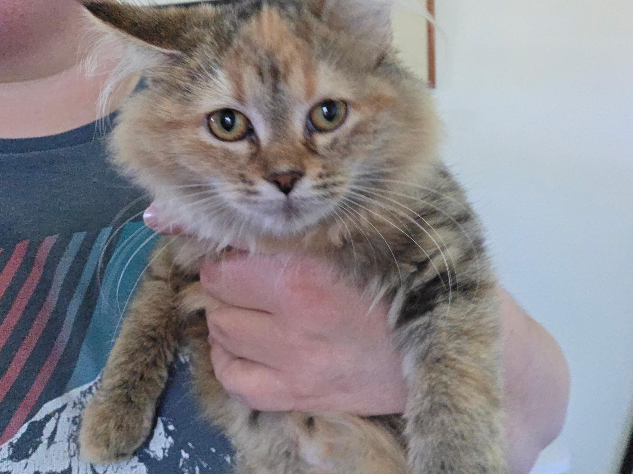 Enlarge Soda, Gorgeous Long-Haired Torbie, a Adoptable Torbie in Reynoldsburg, OH image 3/4