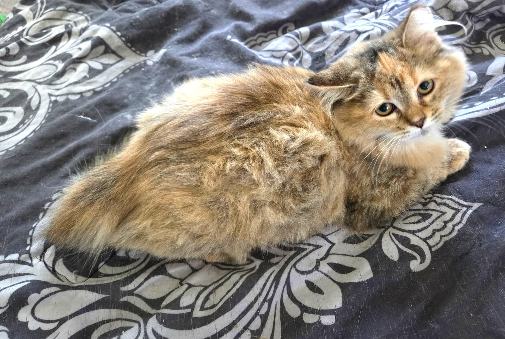Soda, Gorgeous Long-Haired Torbie, Adoptable, Kitten Female Torbie.