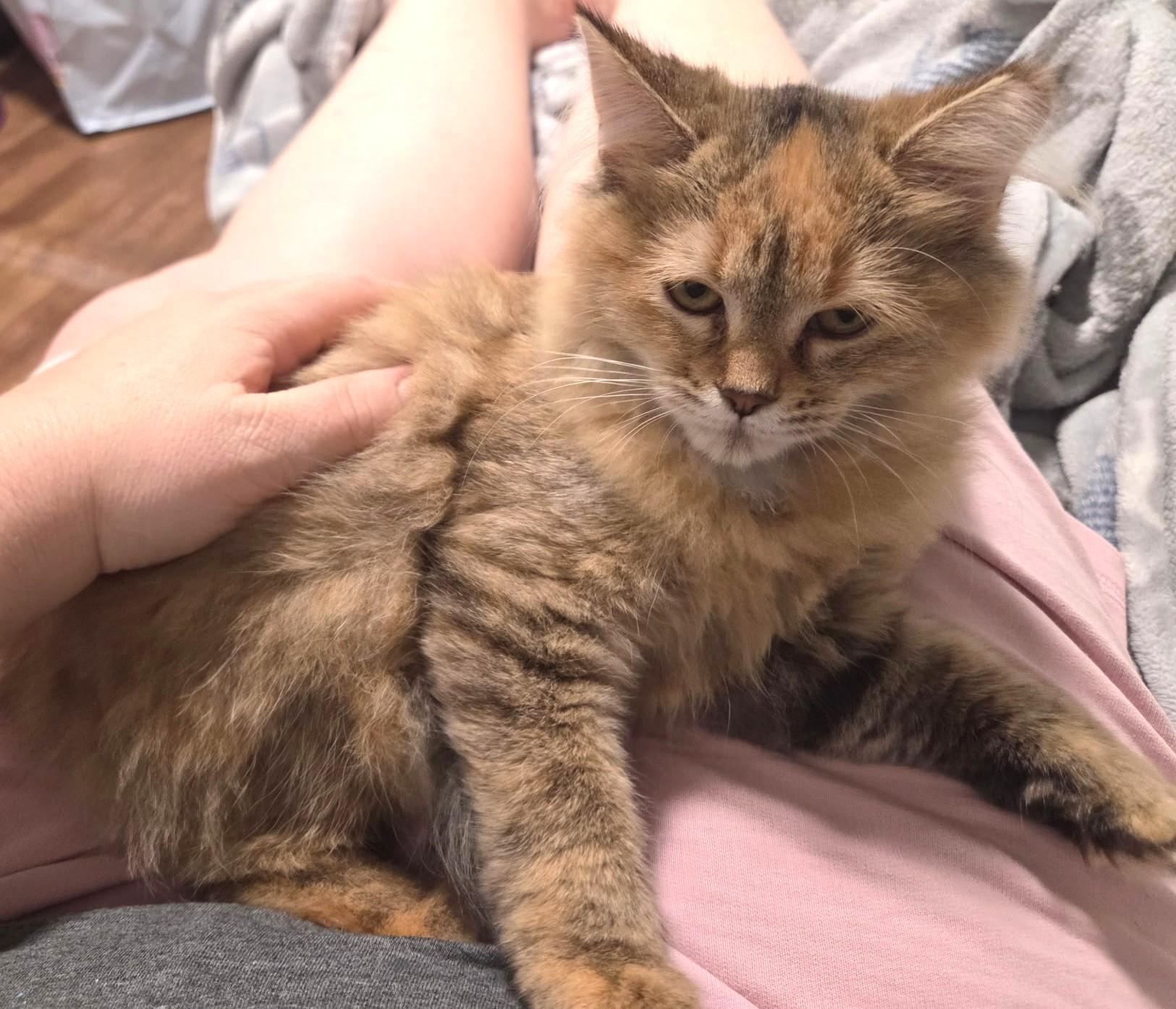 Enlarge Soda, Gorgeous Long-Haired Torbie, a Adoptable Torbie in Reynoldsburg, OH image 2/4