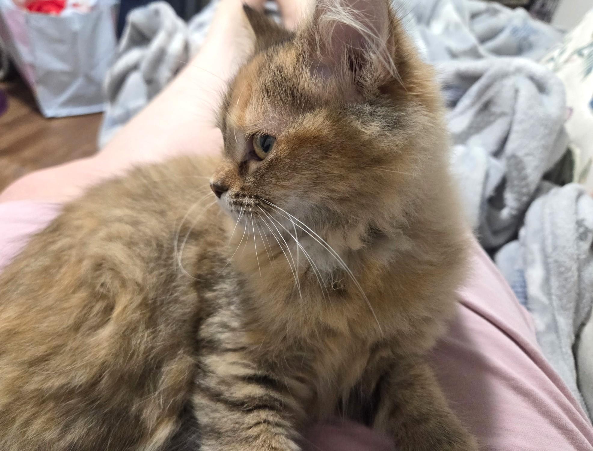 Enlarge Soda, Gorgeous Long-Haired Torbie, a Adoptable Torbie in Reynoldsburg, OH image 4/4