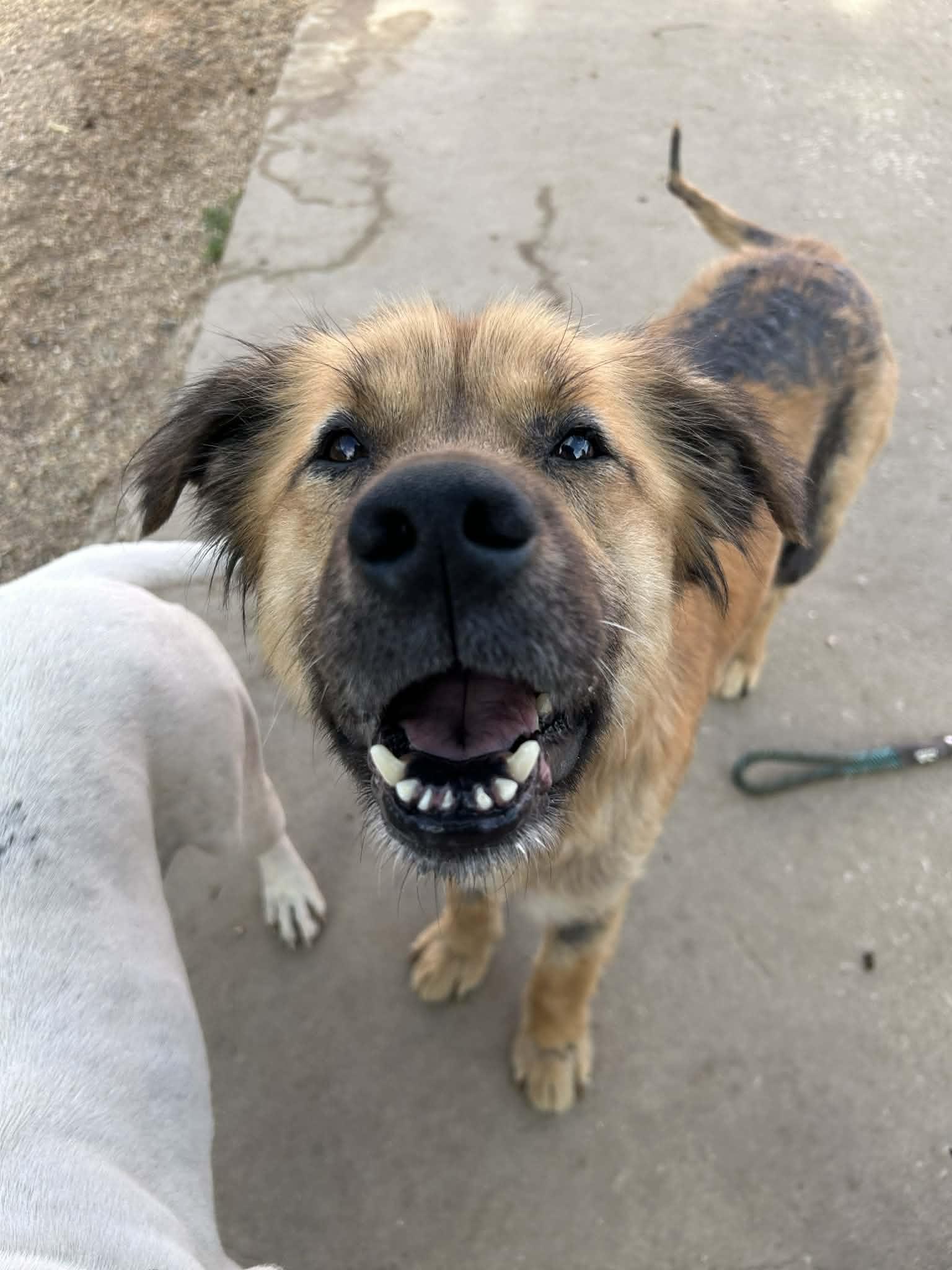 Enlarge Pony Girl, a Adoptable mixed breed in Kansas City, MO image 4/6