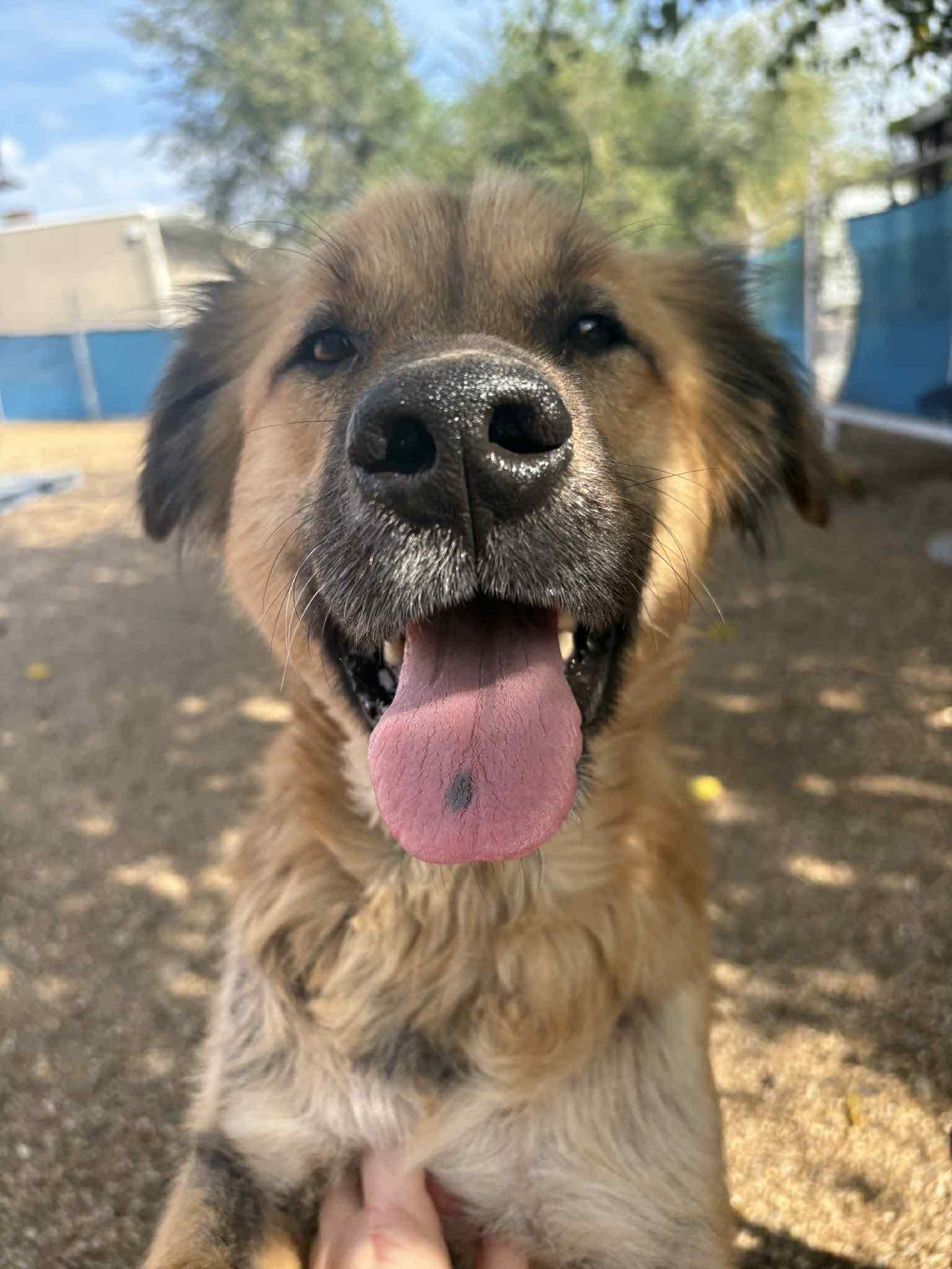 Enlarge Pony Girl, a Adoptable mixed breed in Kansas City, MO image 6/6