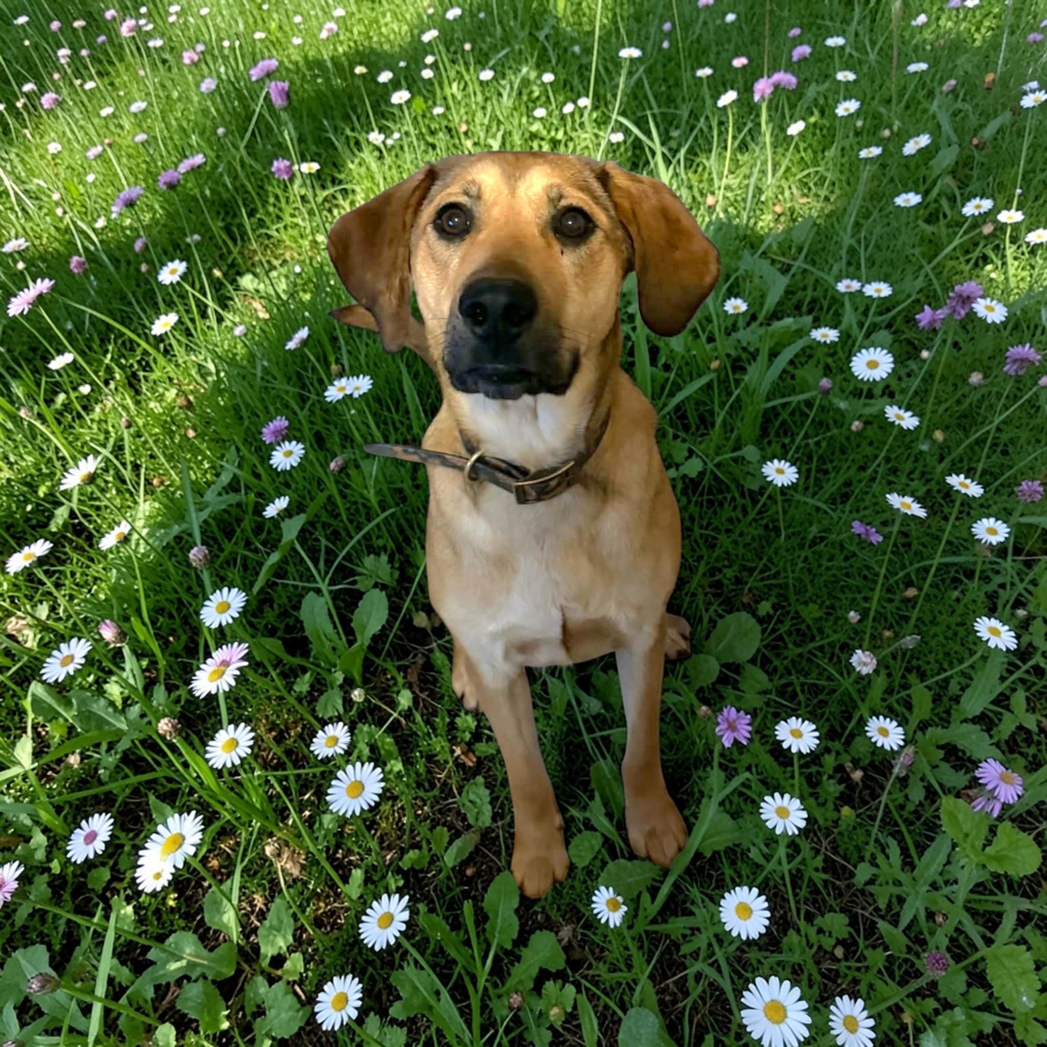 Enlarge Honey , an adopted mixed breed in Salamanca, NY image 3/4