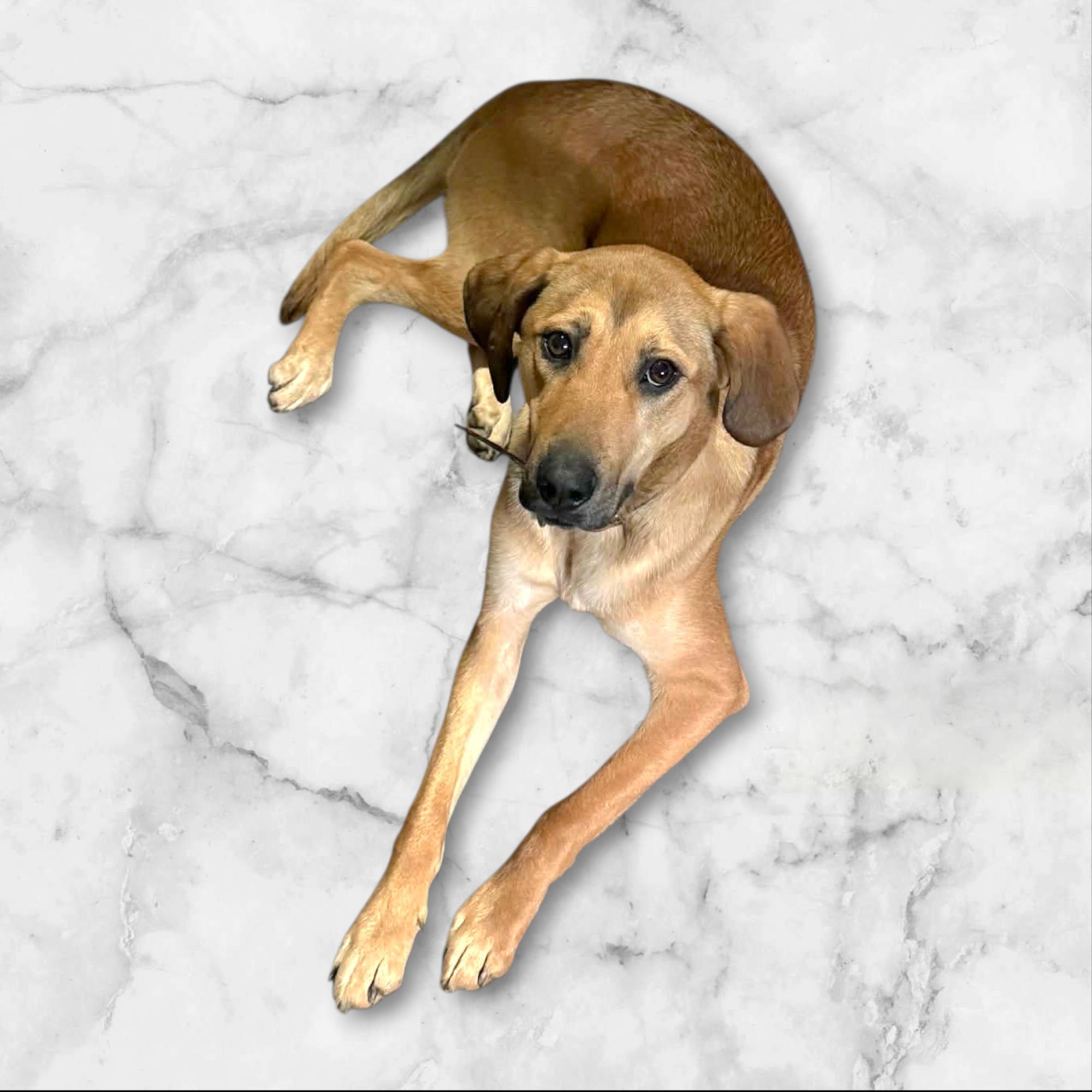 Honey , adopted, Adult Female Yellow Labrador Retriever.