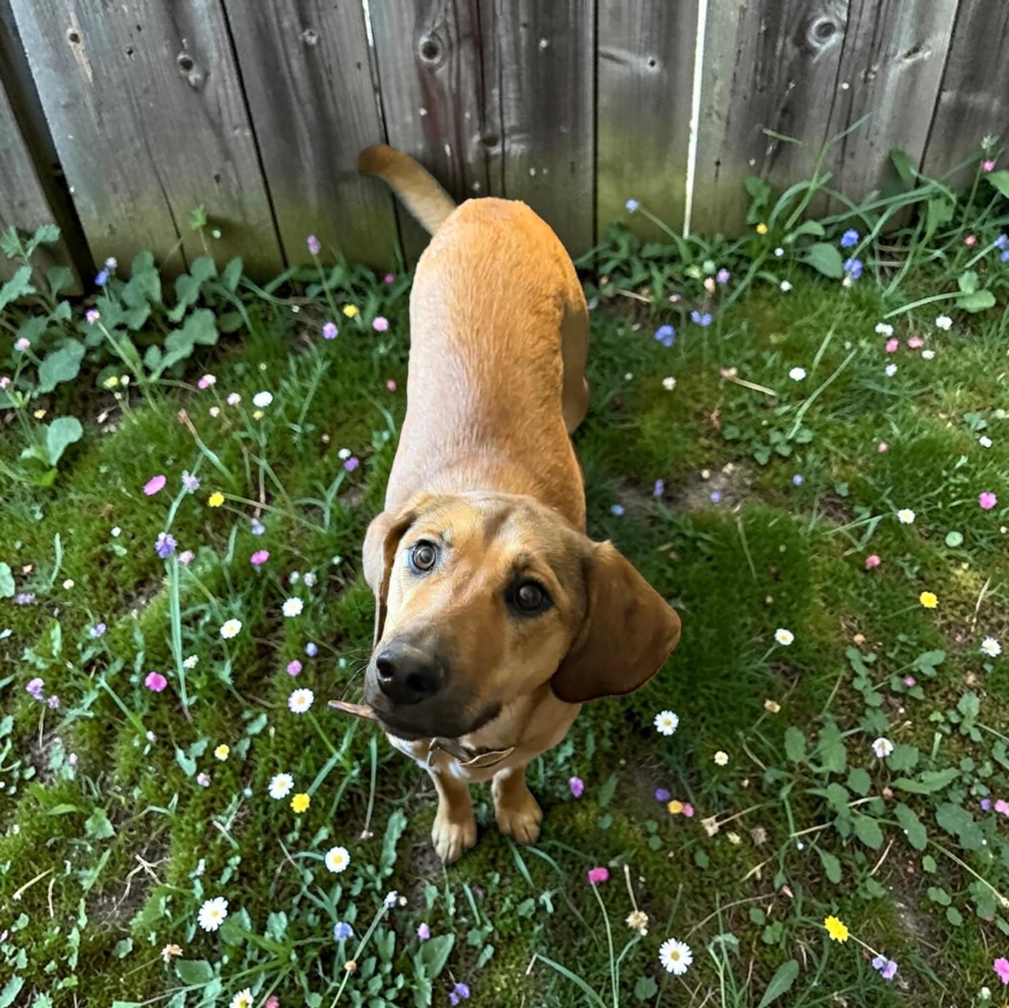 Enlarge Honey , an adopted mixed breed in Salamanca, NY image 2/4