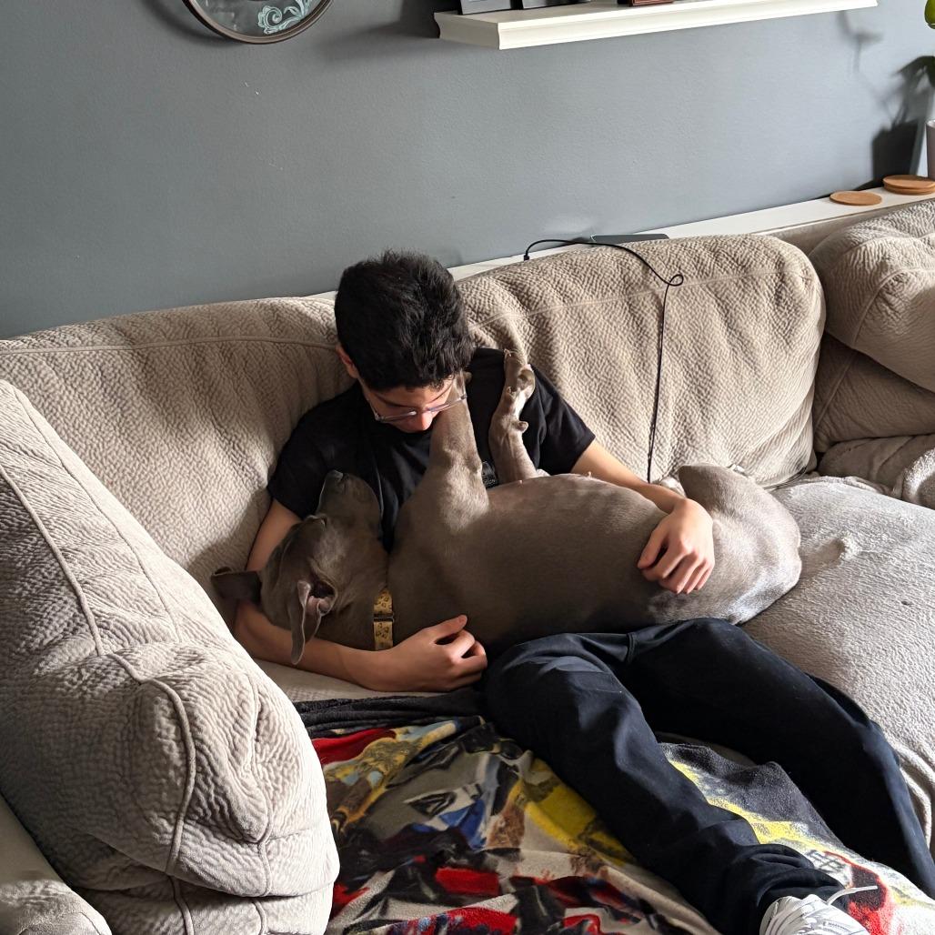 Cyanne, Adoptable, Adult Female Pit Bull Terrier & Mixed Breed.