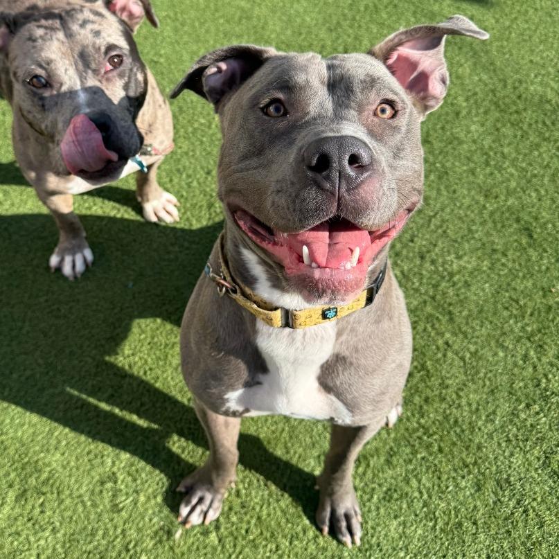 Enlarge Cyanne, a Adoptable mixed breed in Chicago, IL image 2/6