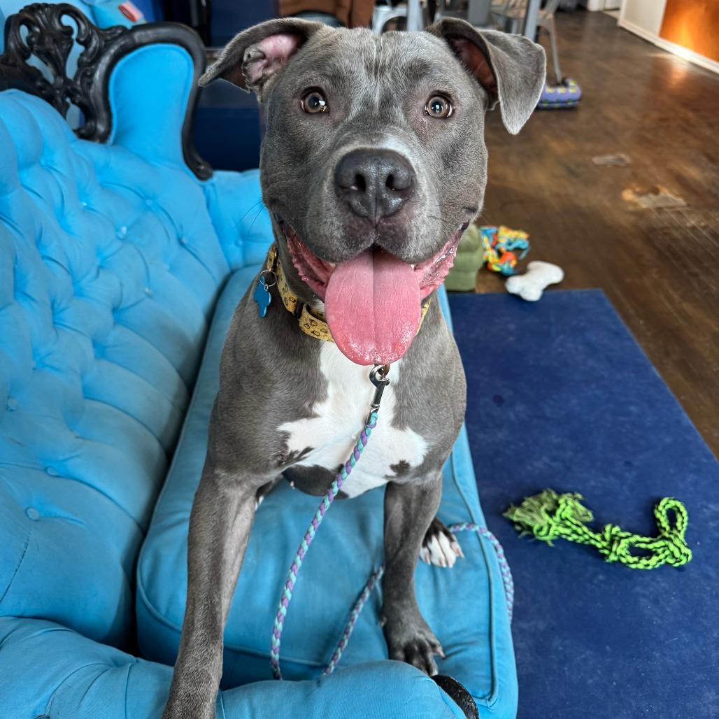 Enlarge Cyanne, a Adoptable mixed breed in Chicago, IL image 3/6