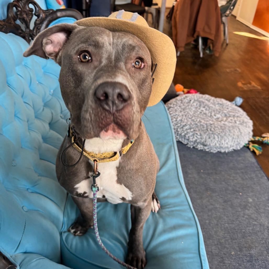 Enlarge Cyanne, a Adoptable mixed breed in Chicago, IL image 4/6