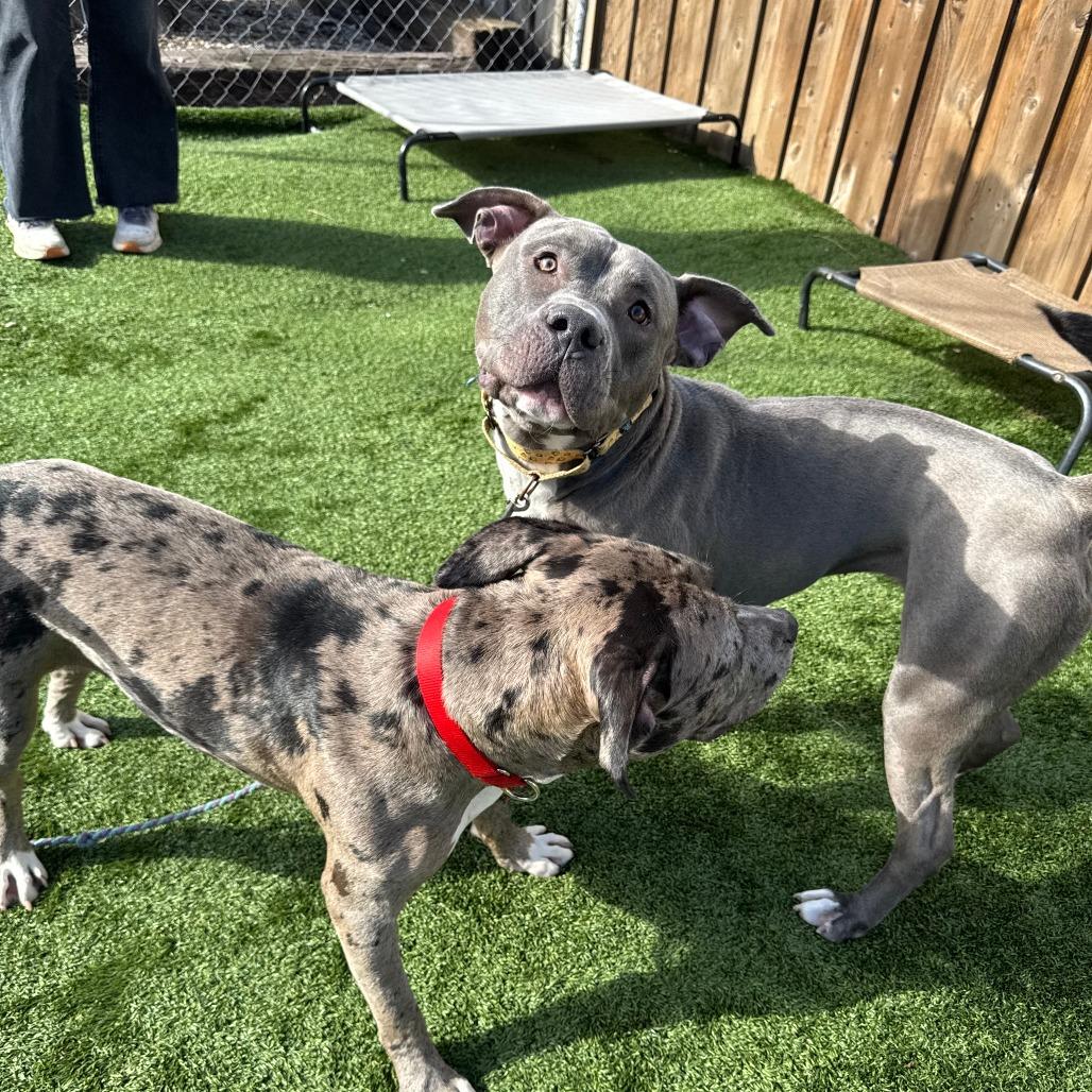 Enlarge Cyanne, a Adoptable mixed breed in Chicago, IL image 5/6