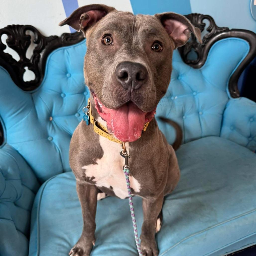 Enlarge Cyanne, a Adoptable mixed breed in Chicago, IL image 6/6