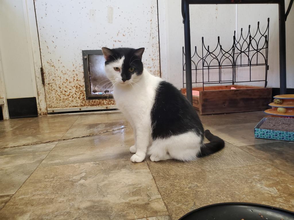 Enlarge Tiffany, a Adoptable Domestic Short Hair in Philippi, WV image 1/1