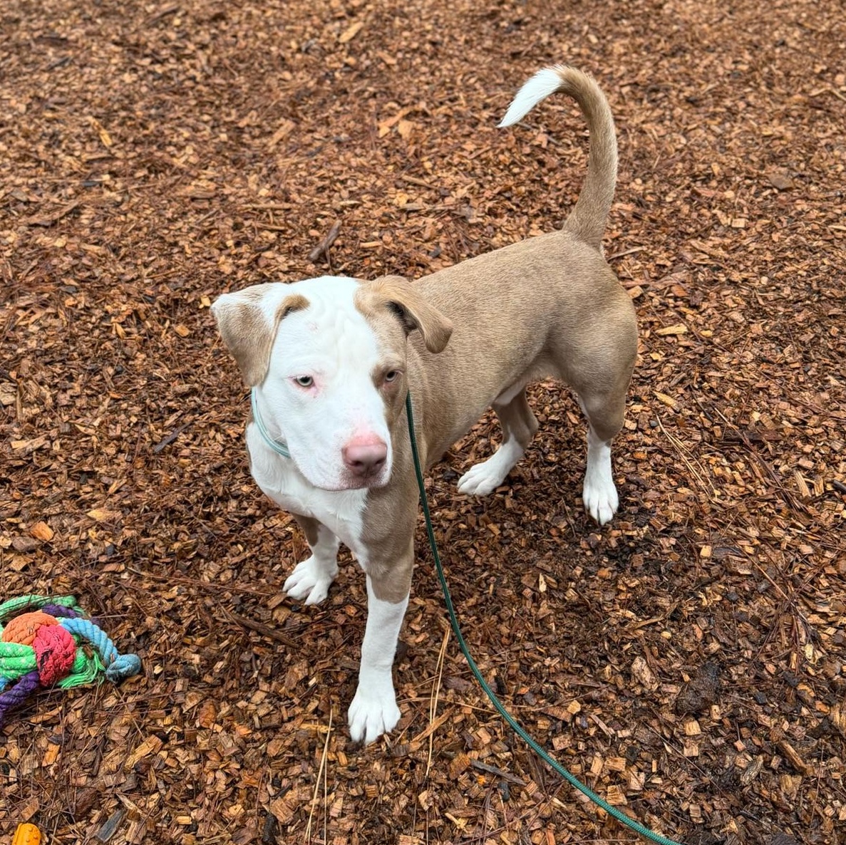 Enlarge Bubu- Big Baby, a ADOPTABLE American Staffordshire Terrier in Grass Valley, CA image 5/5