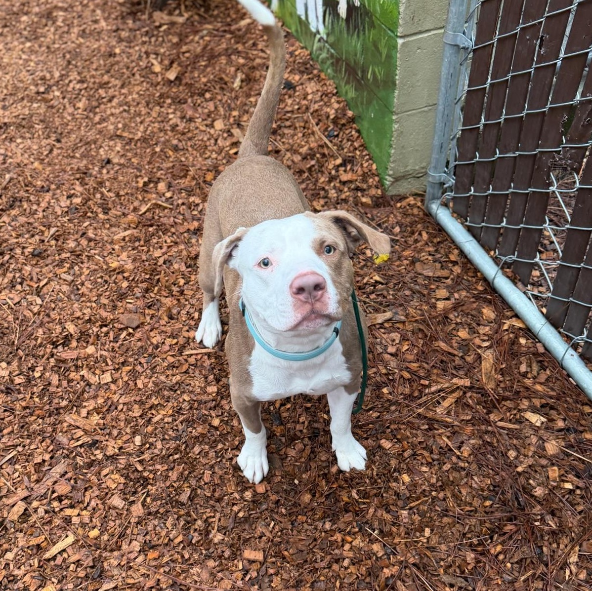 Enlarge Bubu- Big Baby, a ADOPTABLE American Staffordshire Terrier in Grass Valley, CA image 4/5