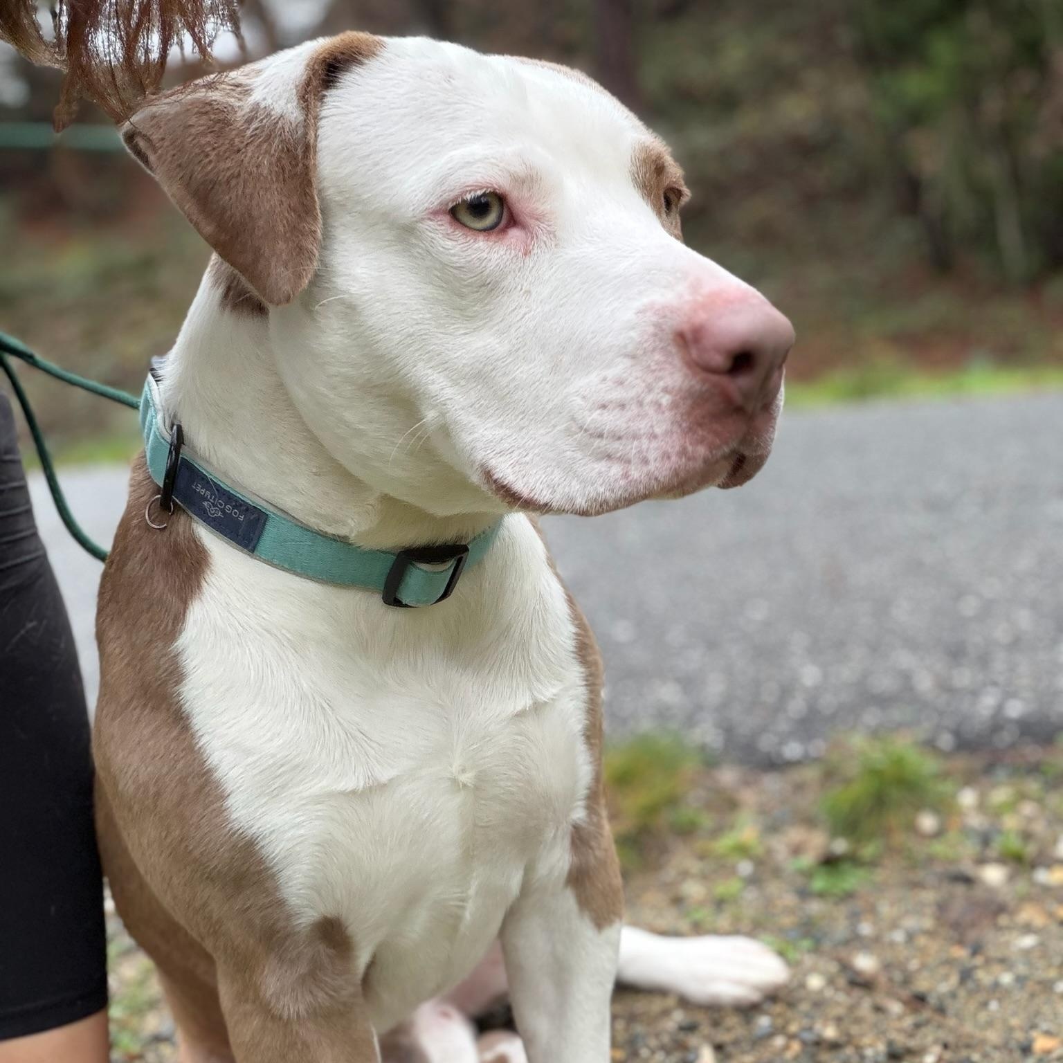 Enlarge Bubu- Big Baby, a ADOPTABLE American Staffordshire Terrier in Grass Valley, CA image 1/5