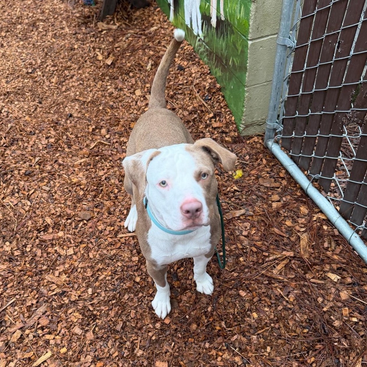 Enlarge Bubu- Big Baby, a ADOPTABLE American Staffordshire Terrier in Grass Valley, CA image 2/5