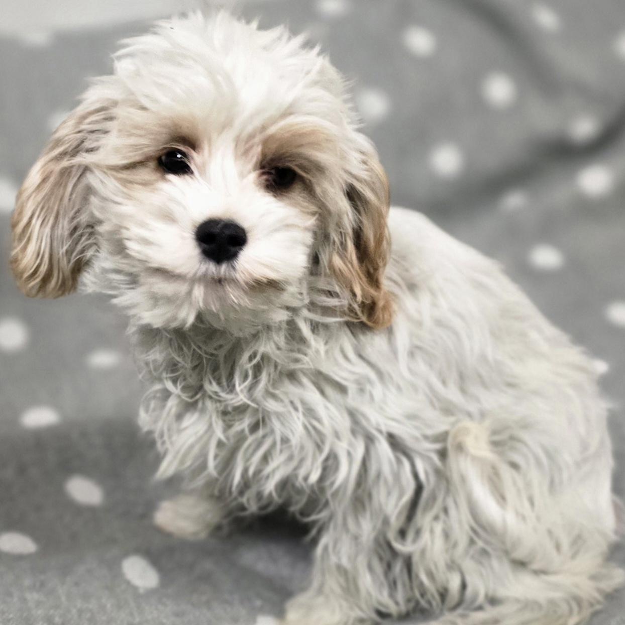 Leo, an adoptable Cavapoo in LaGrange, IN, 46761 | Photo Image 4