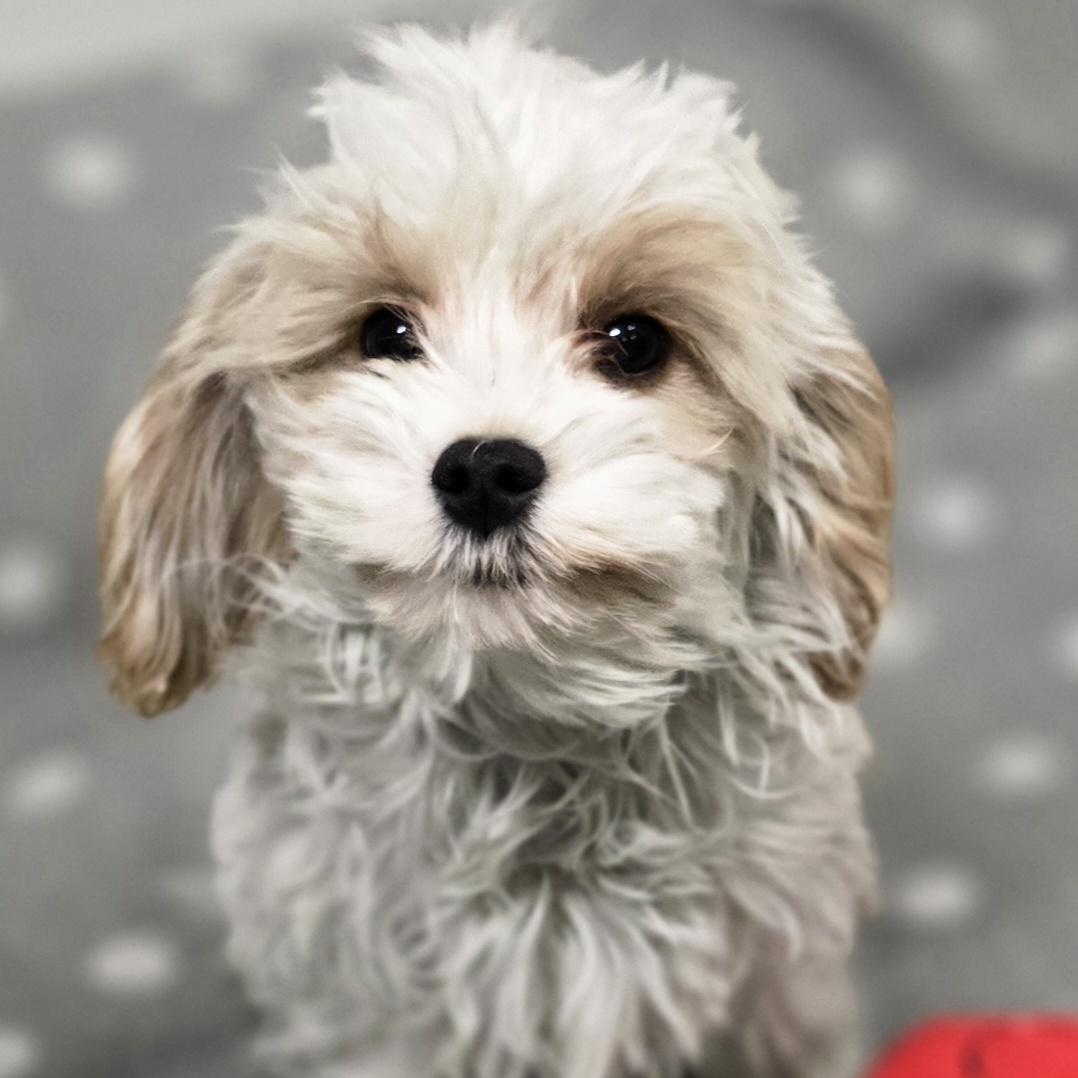 Leo, an adoptable Cavapoo in LaGrange, IN, 46761 | Photo Image 6