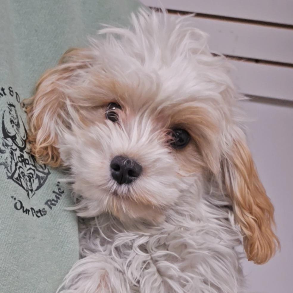 Leo, an adoptable Cavapoo in LaGrange, IN, 46761 | Photo Image 1