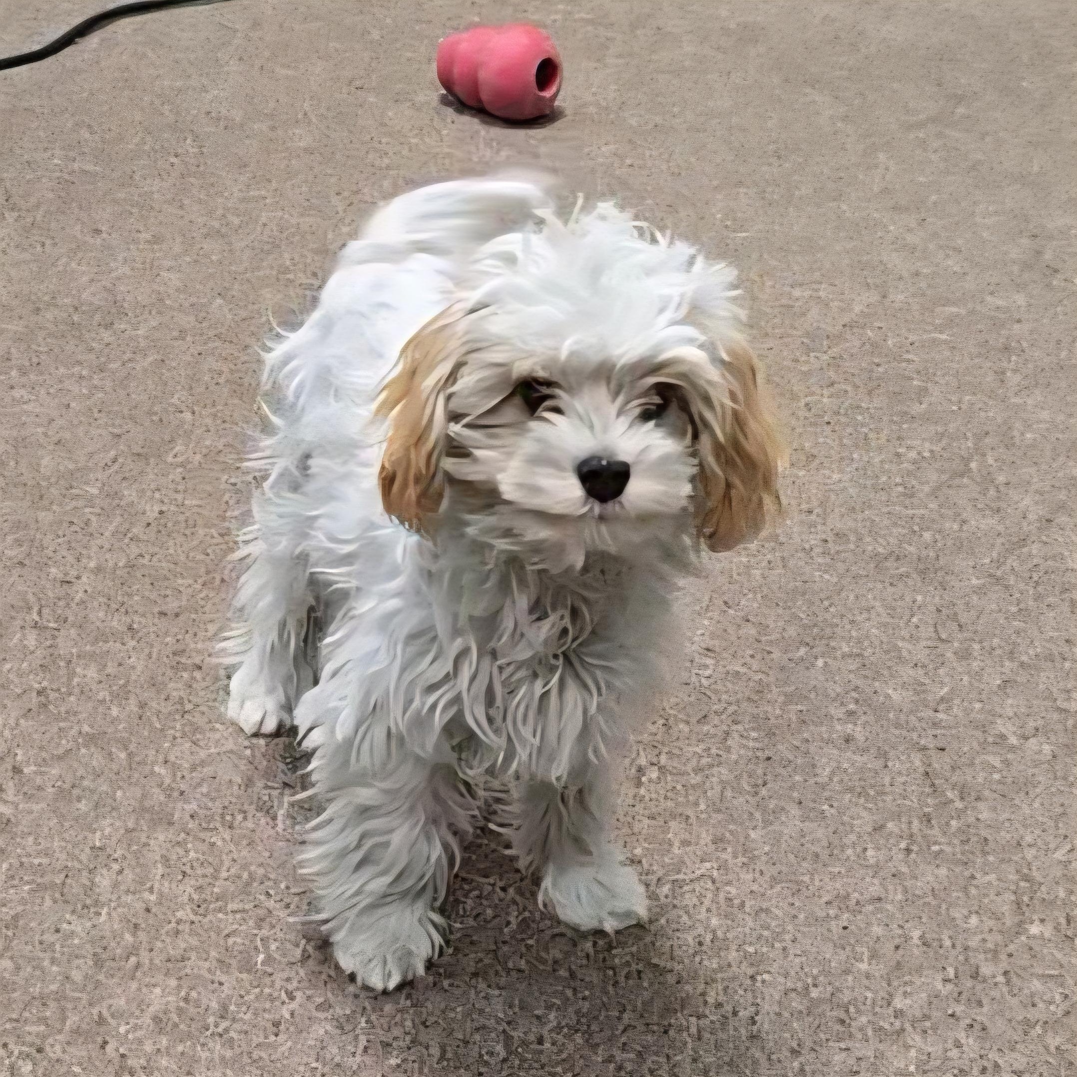 Leo, an adoptable Cavapoo in LaGrange, IN, 46761 | Photo Image 2