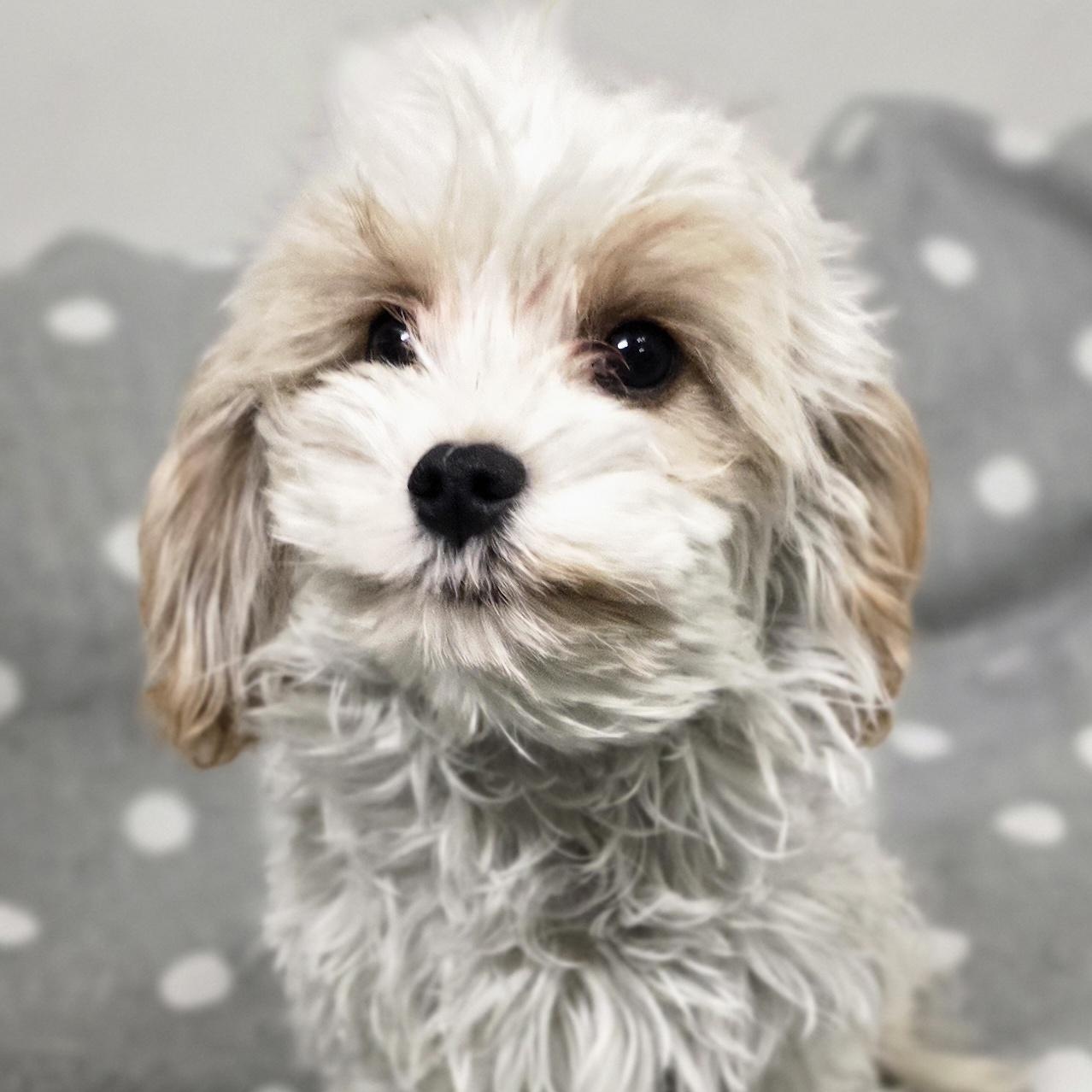 Leo, an adoptable Cavapoo in LaGrange, IN, 46761 | Photo Image 5