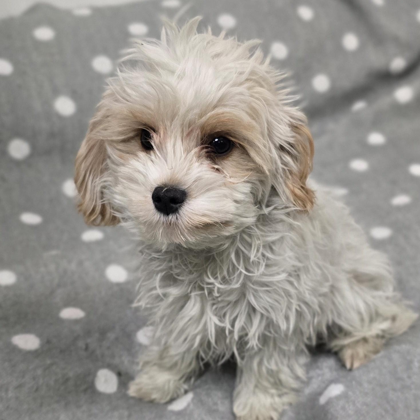 Leo, an adoptable Cavapoo in LaGrange, IN, 46761 | Photo Image 3