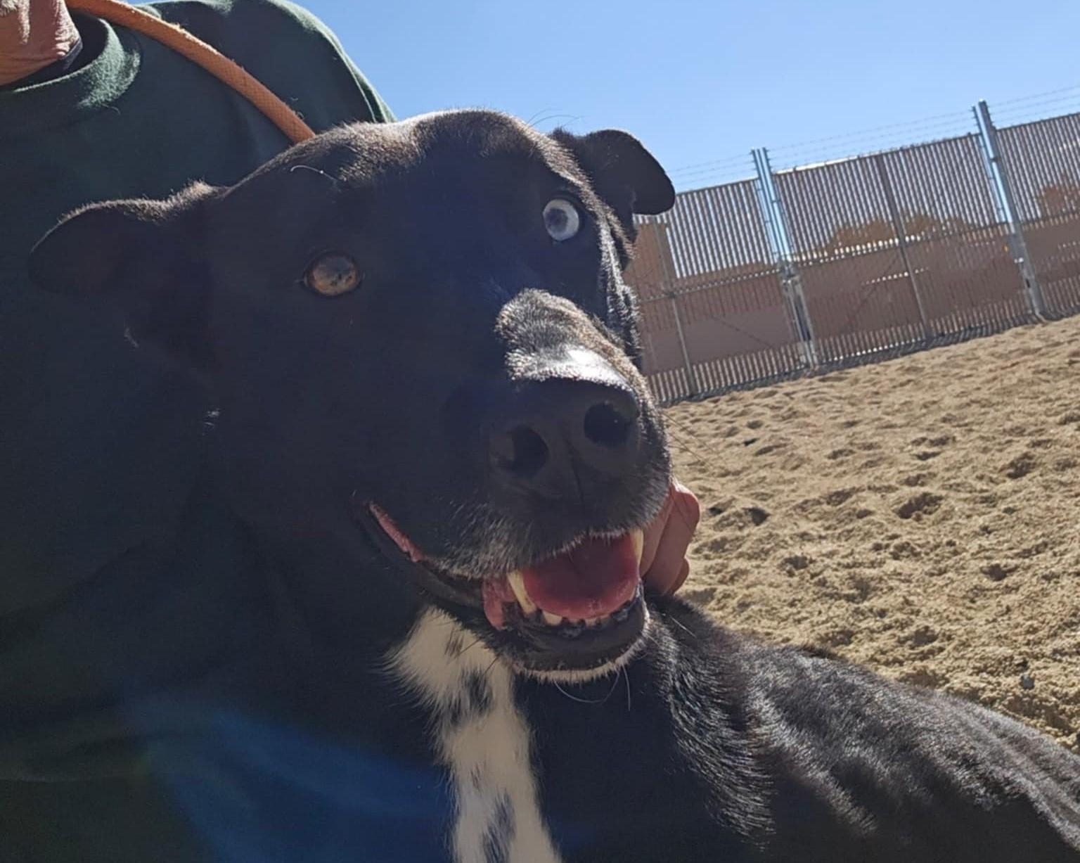 Keyara, Adoptable, Adult Female Mixed Breed.