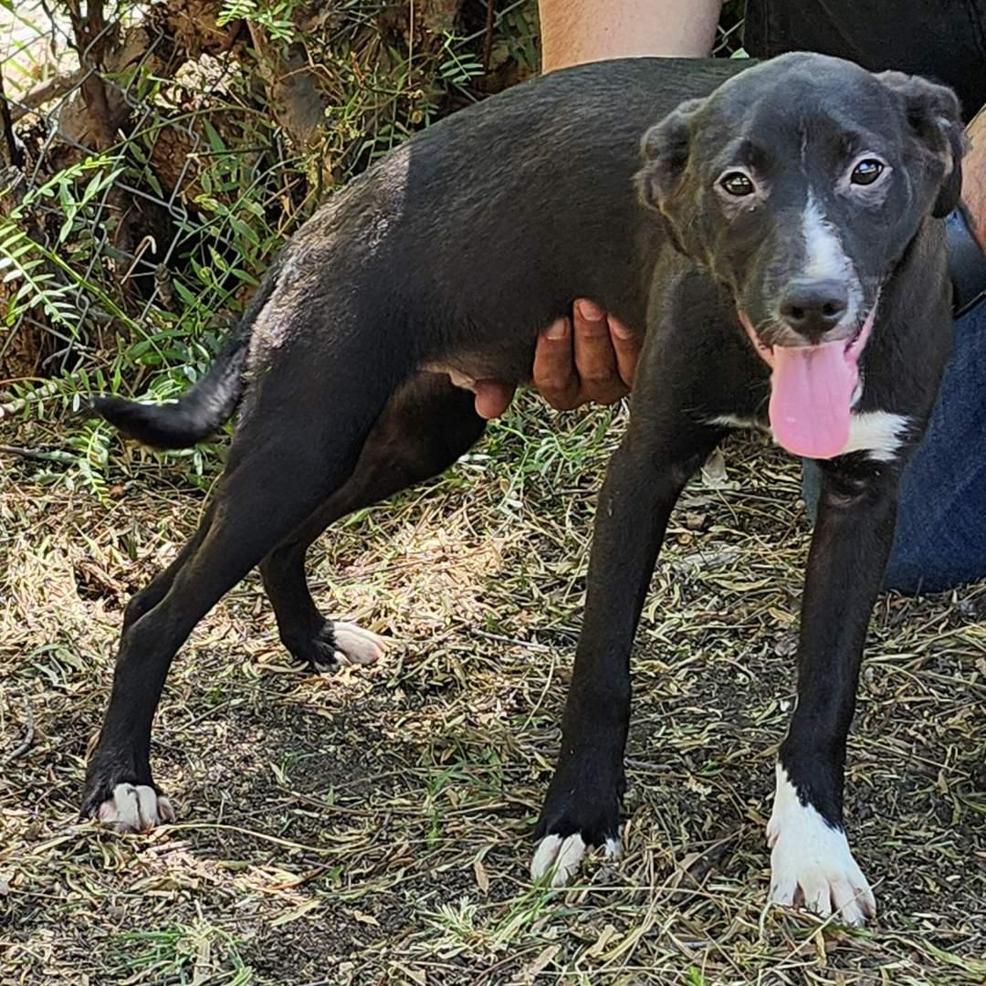 Amore, a Adoptable Mixed Breed in Burbank, CA image 4/4