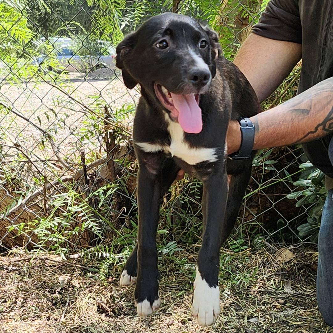 Amore, a Adoptable Mixed Breed in Burbank, CA image 1/4