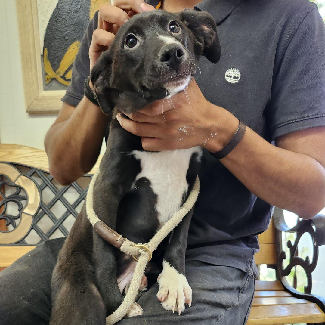 Amore, a Adoptable Mixed Breed in Burbank, CA image 3/4