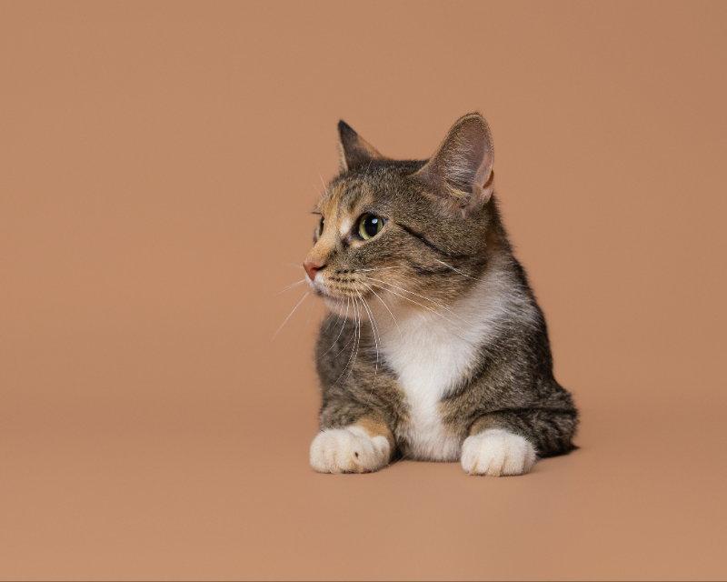 Vermont, Adoptable, Adult Female Domestic Short Hair.