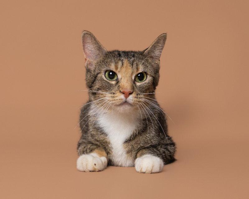 Vermont, a Adoptable Domestic Short Hair in House Springs, MO image 2/2
