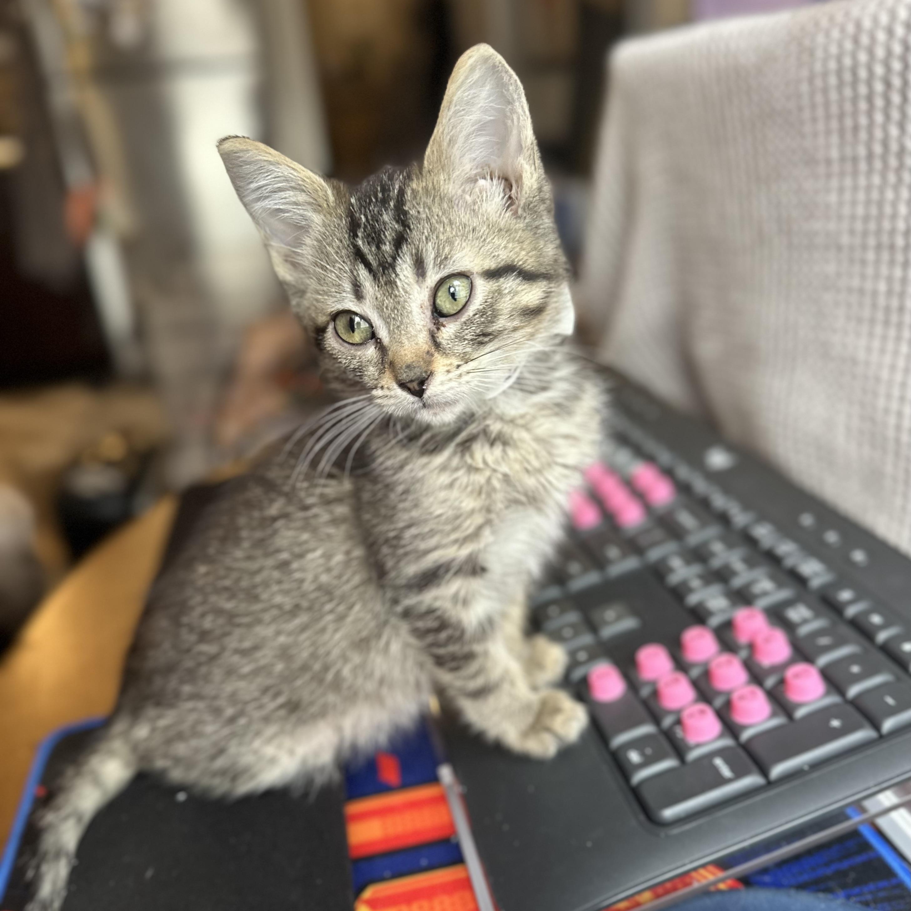 Enlarge Eevee, an adopted Domestic Short Hair in Chicago, IL image 3/5