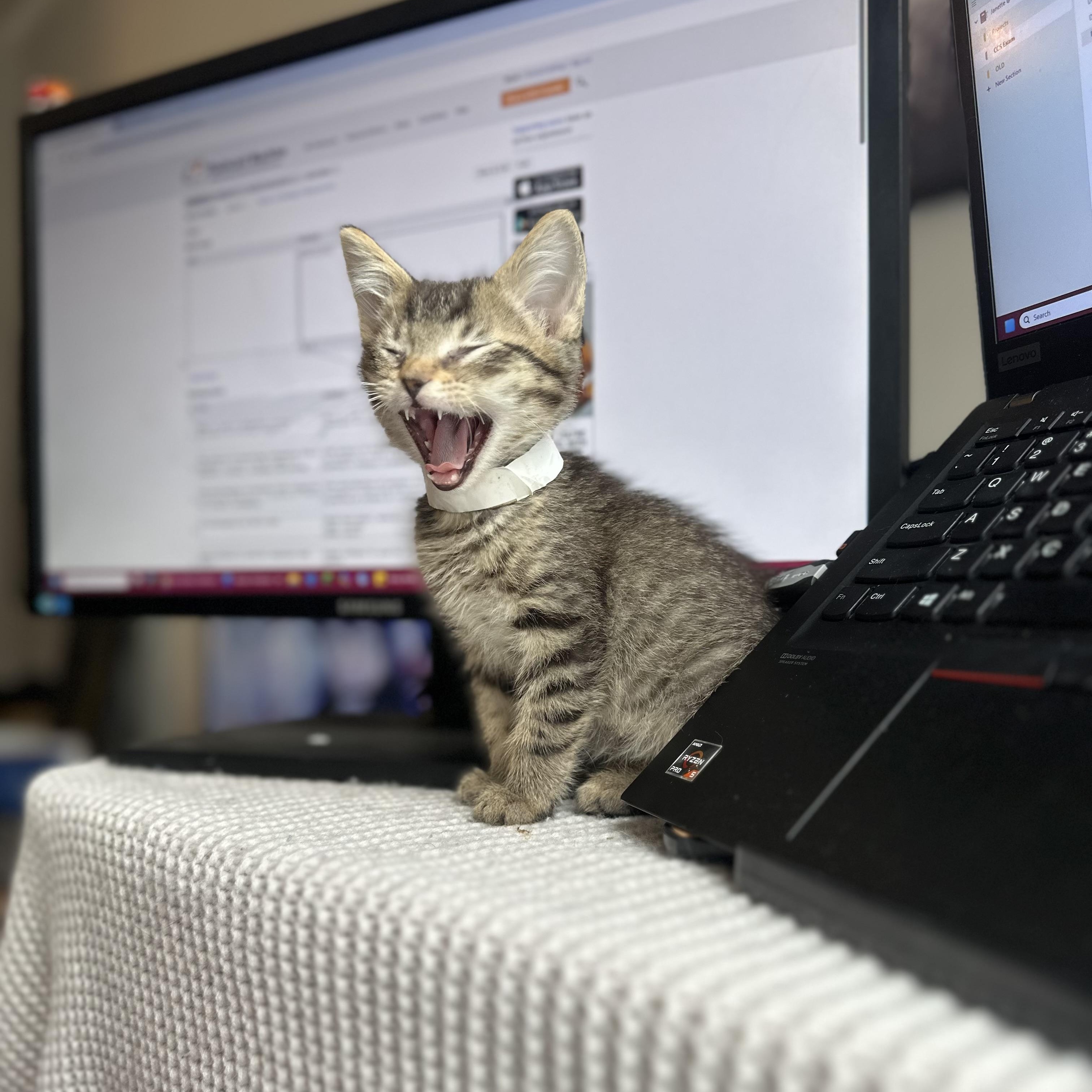 Enlarge Eevee, an adopted Domestic Short Hair in Chicago, IL image 5/5